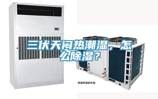 三伏天悶熱潮濕，怎么除濕？