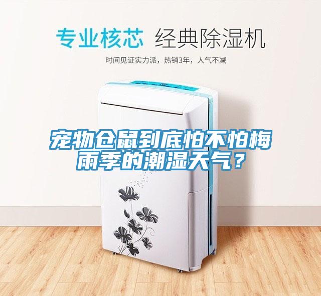 寵物倉鼠到底怕不怕梅雨季的潮濕天氣？