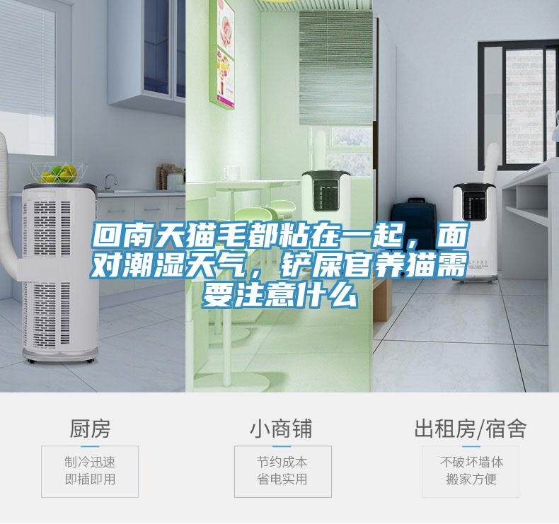 回南天貓毛都粘在一起，面對潮濕天氣，鏟屎官養(yǎng)貓需要注意什么