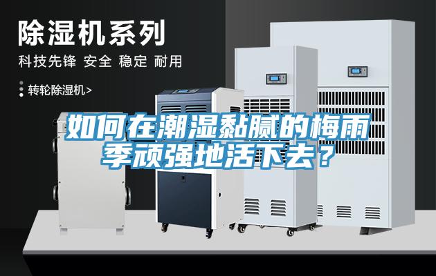 如何在潮濕黏膩的梅雨季頑強地活下去？