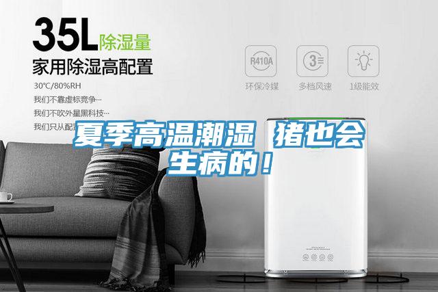 夏季高溫潮濕 豬也會(huì)生病的！