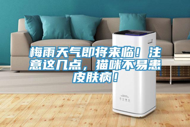 梅雨天氣即將來臨！注意這幾點(diǎn)，貓咪不易患皮膚??！