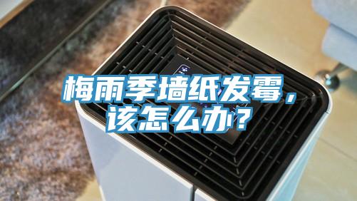 梅雨季墻紙發(fā)霉，該怎么辦？