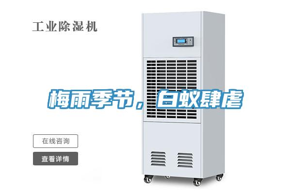梅雨季節(jié)，白蟻肆虐
