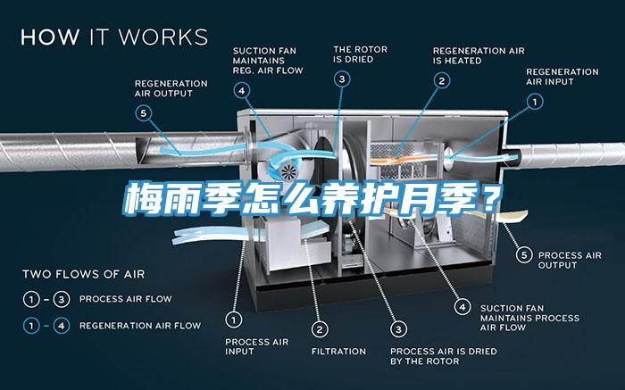 梅雨季怎么養(yǎng)護月季？