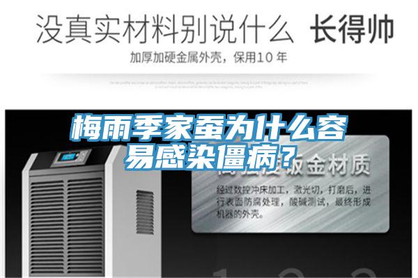 梅雨季家蠶為什么容易感染僵病？
