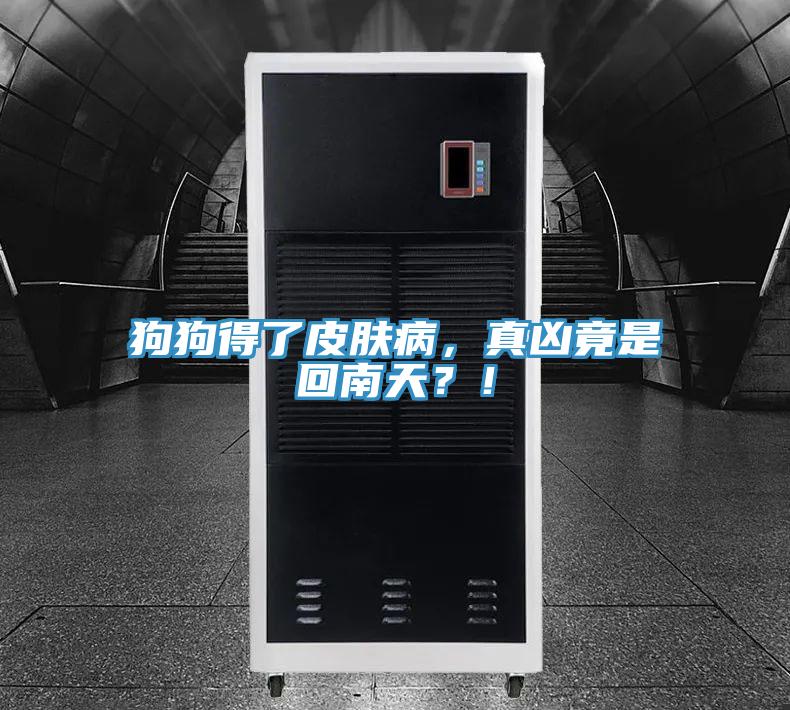 狗狗得了皮膚病，真兇竟是回南天？！