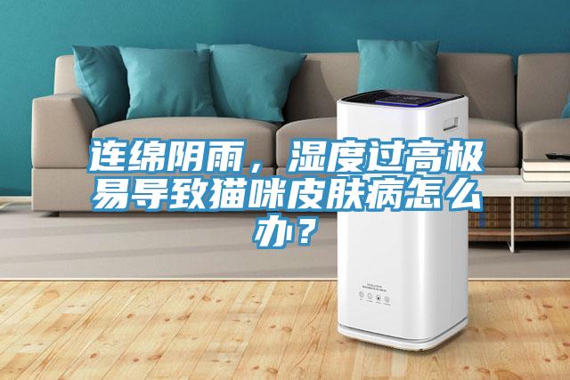 連綿陰雨，濕度過(guò)高極易導(dǎo)致貓咪皮膚病怎么辦？