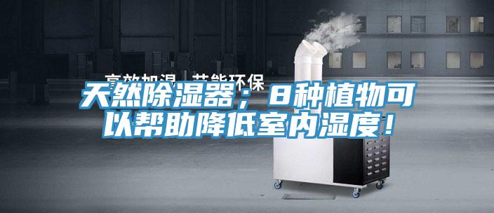 天然除濕器；8種植物可以幫助降低室內(nèi)濕度！