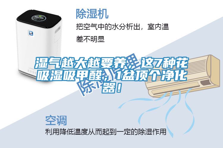 濕氣越大越要養(yǎng)，這7種花吸濕吸甲醛，1盆頂個(gè)凈化器！